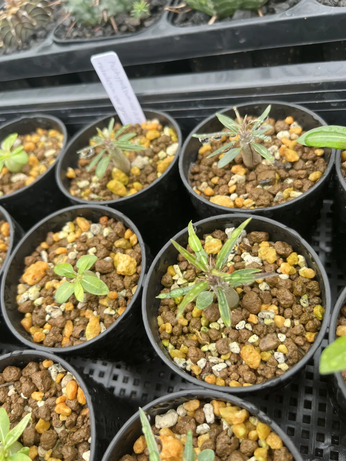 Pachypodium rosulatum var. gracilius (パキポディウム グラキリス)