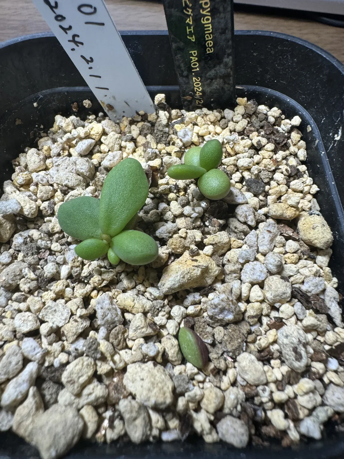 Ceraria pygmaea (ケラリア ピグマエア)