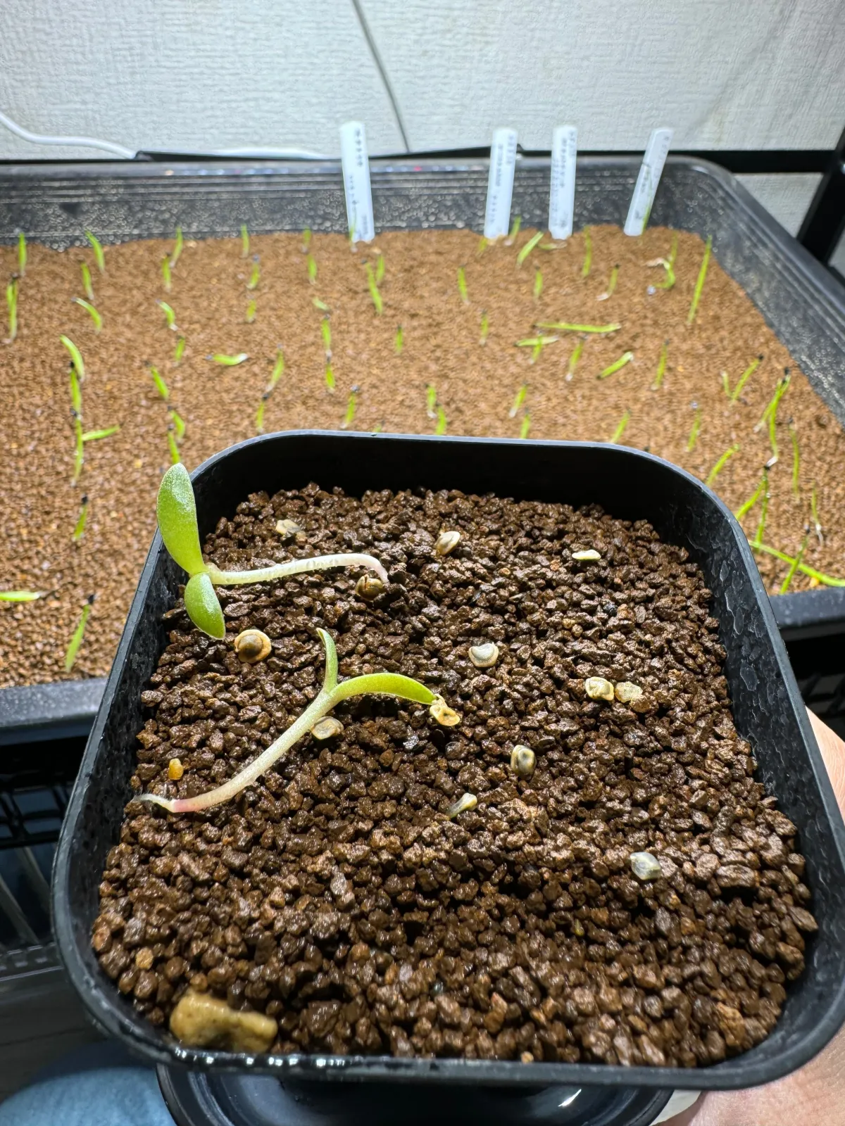 Opuntia engelmannii var. engelmannii (オプンティア エンゲルマニー)