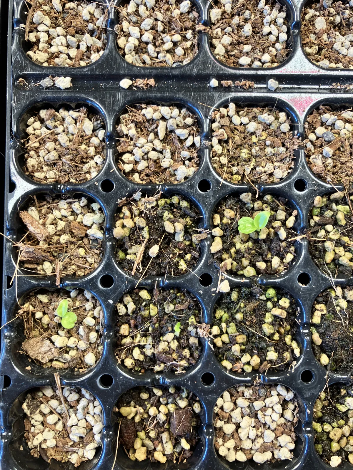 Philodendron longilobatum Leylano Miyano (フィロデンドロン ロンギロバム)