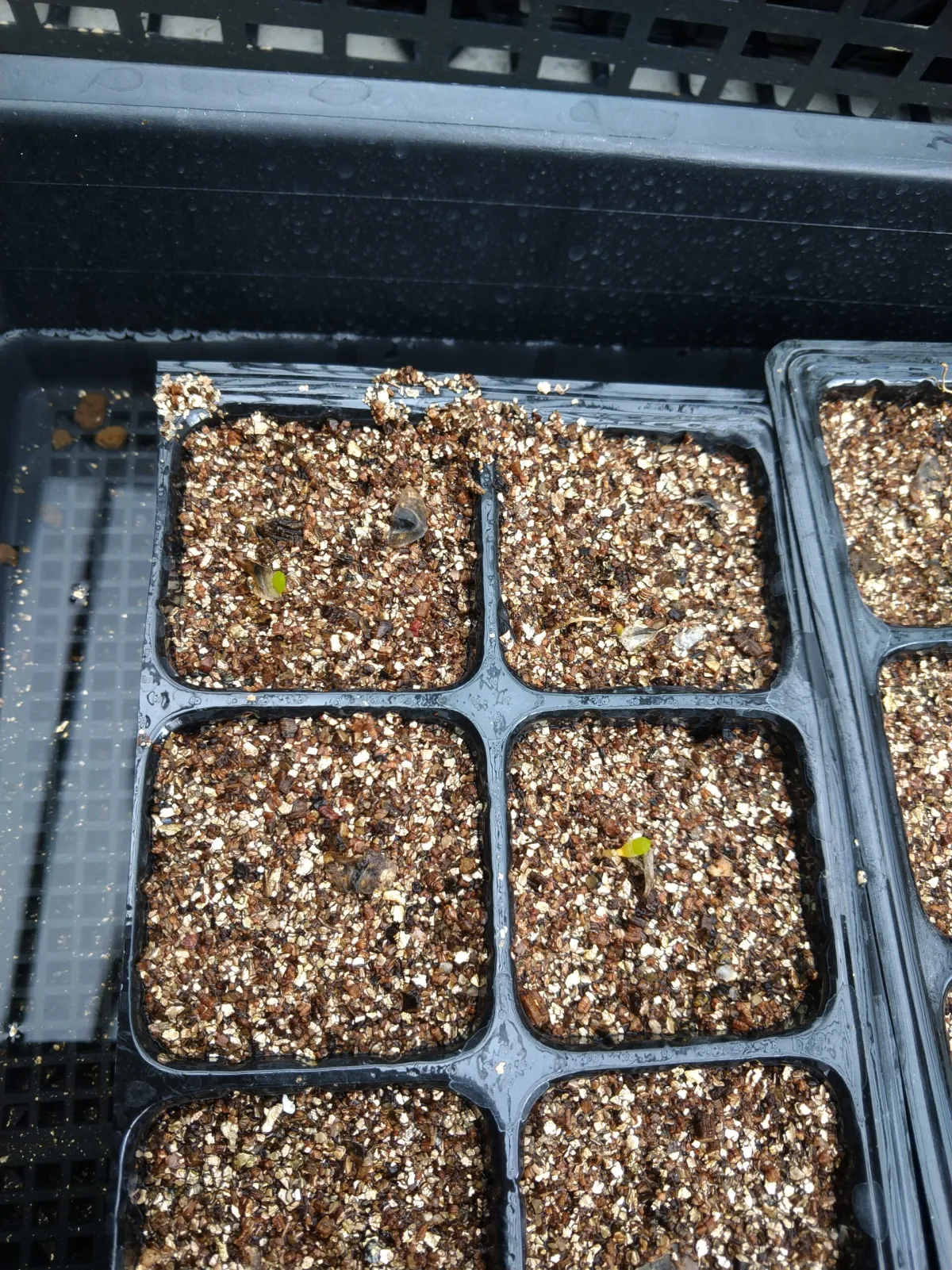 Aloe ramosissima (アロエ ラモシシマ)