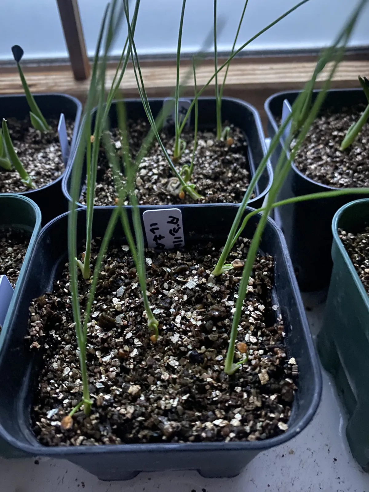 Dasylirion lucidum (ダシリリオン ルキダム)