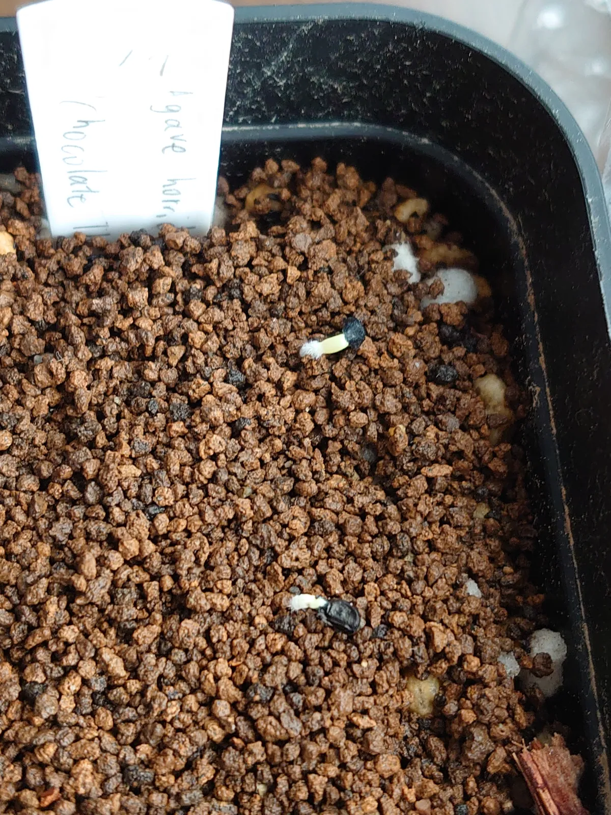 Agave horrida 'Chocolate Thorn' (アガベ ホリダ チョコレートソーン)