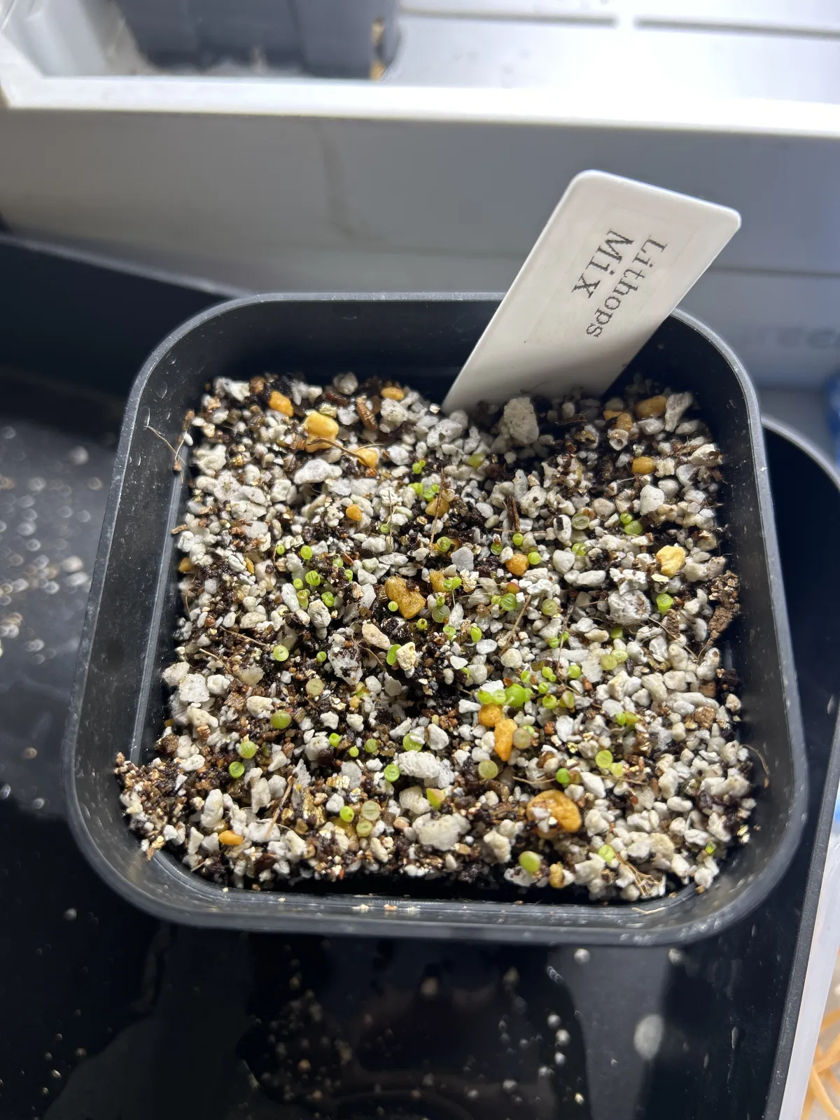 Lithops Mix (リトープス ミックス)