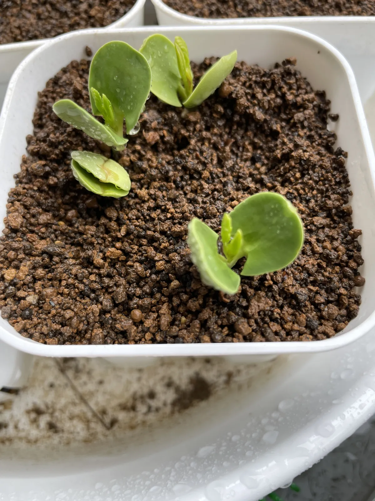 Acacia Acacia erioloba (アカシア エリオロバ)