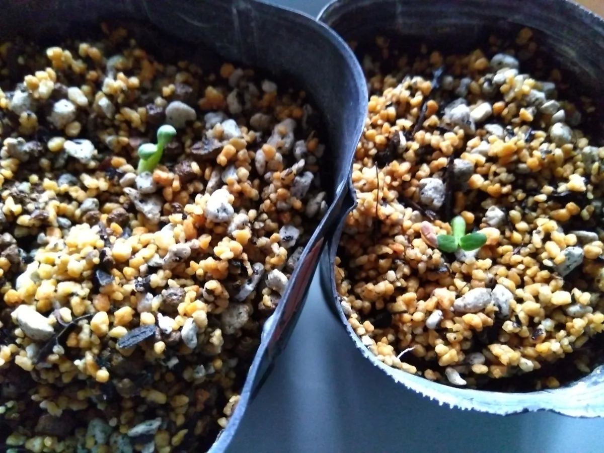 Pachypodium rosulatum var. gracilius (パキポディウム グラキリス)