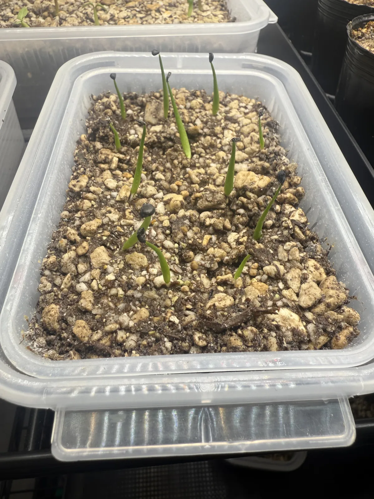 Agave horrida ssp. horrida (アガベ ホリダ)