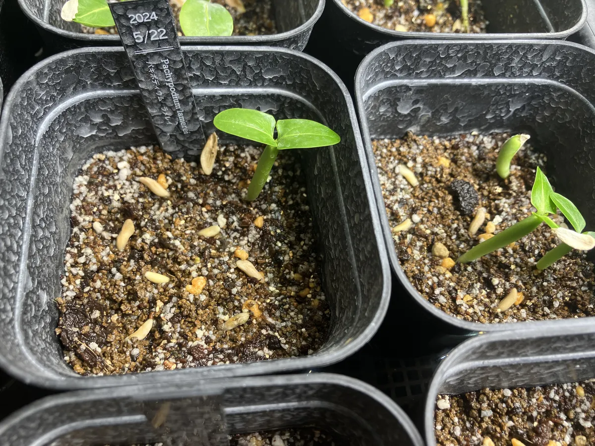 Pachypodium lamerei (パキポディウム ラメレイ 夢叶棒)