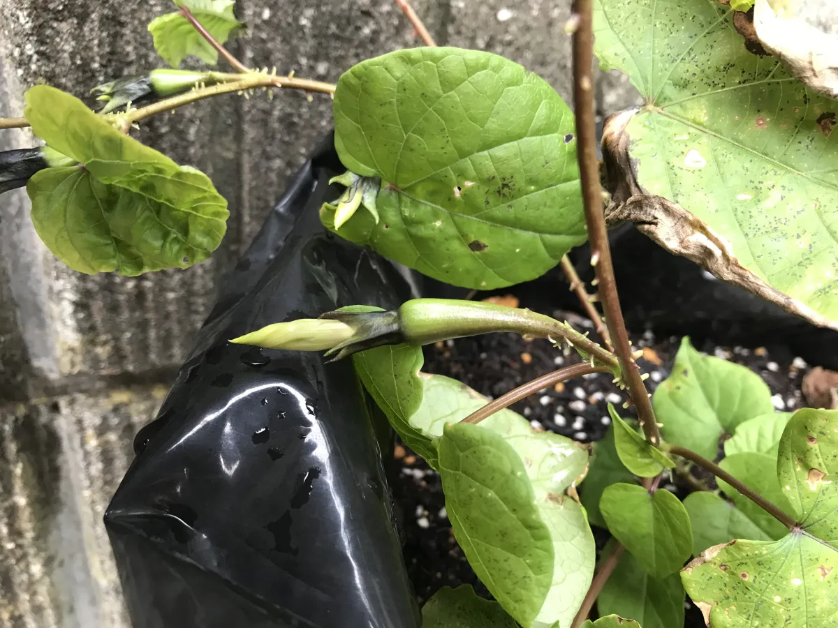 Ipomoea Ipomoea sp. (イポメア)