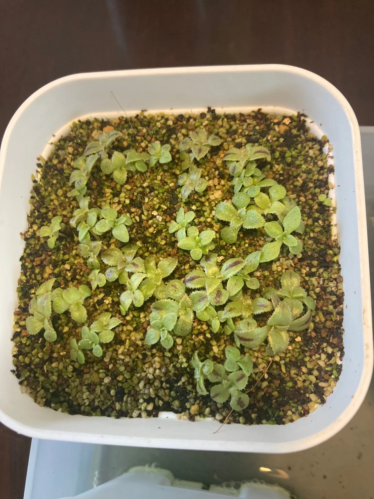 Aeonium Aeonium 'Mix' (アエオニウム ミックス)