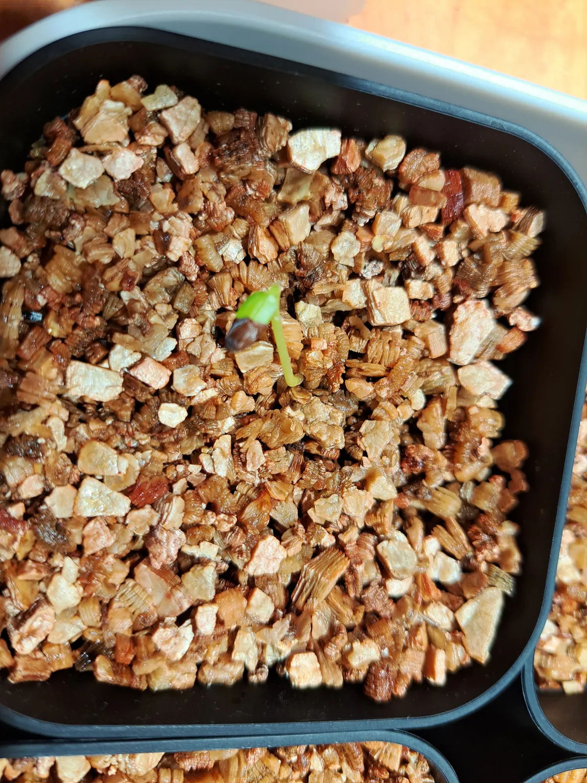 Senna meridionalis (センナ メリディオナリス)