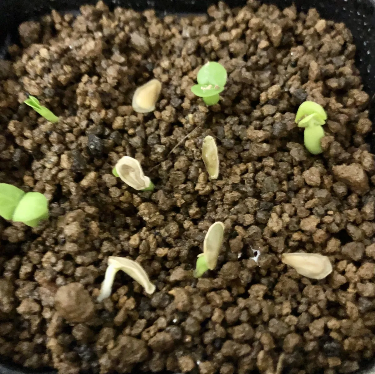 Fockea edulis (フォッケア 火星人)