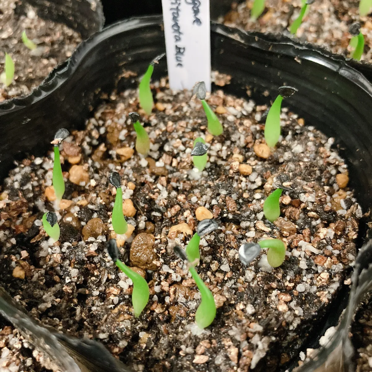 Agave titanota 'Blue' (アガベ チタノタブルー)