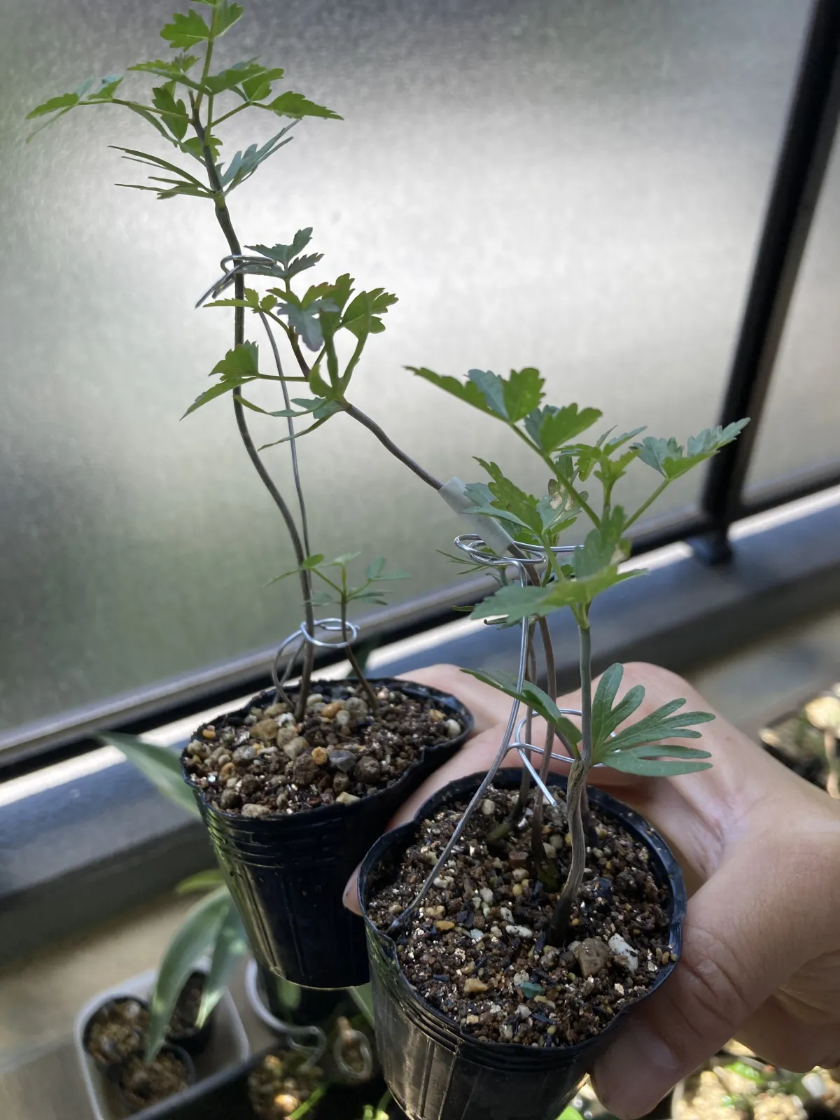 Bursera fagaroides (ブルセラ ファガロイデス)