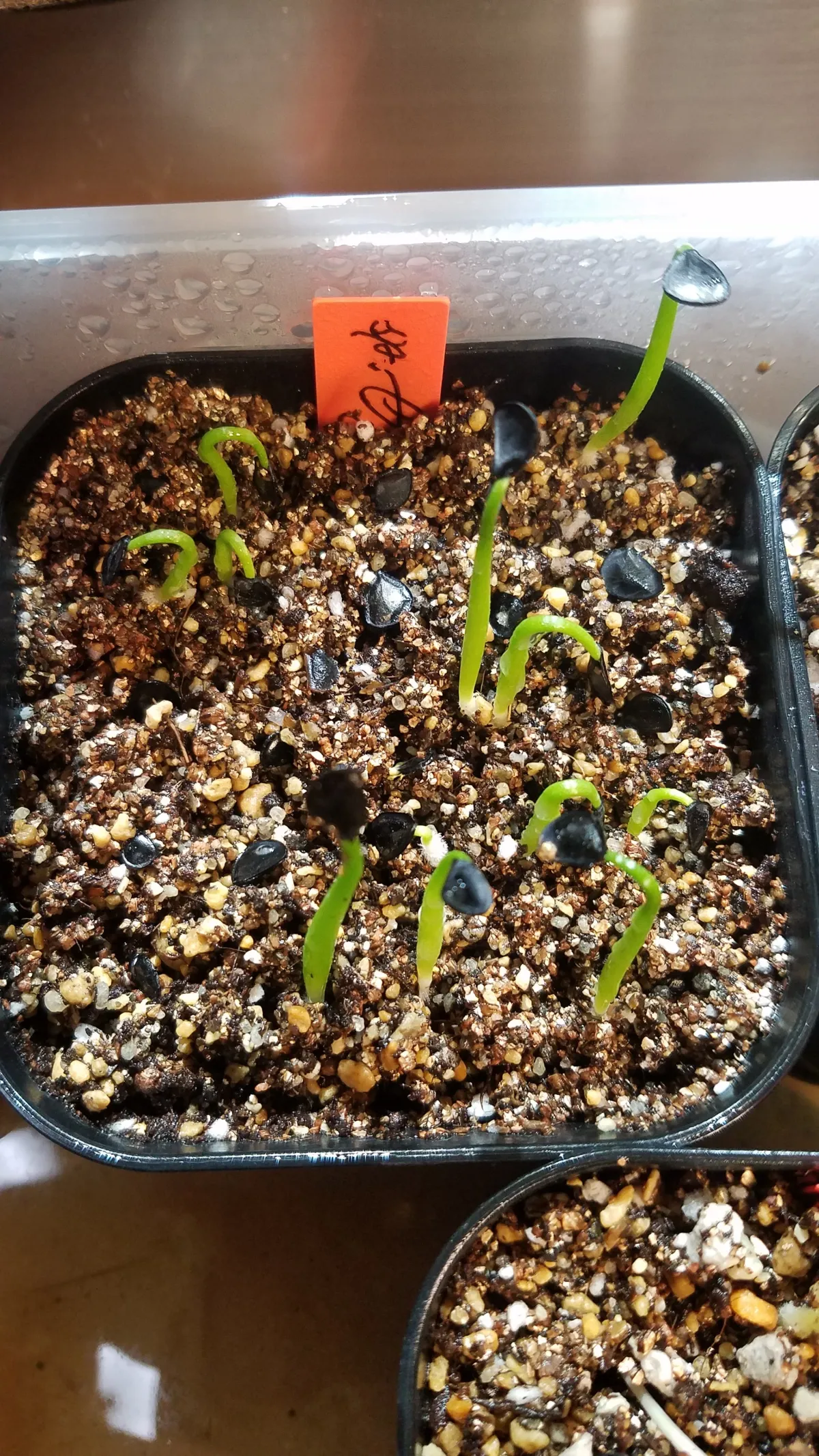 Agave Agave sp 'Azul Monterrey' (アガベ アズールモントレー)