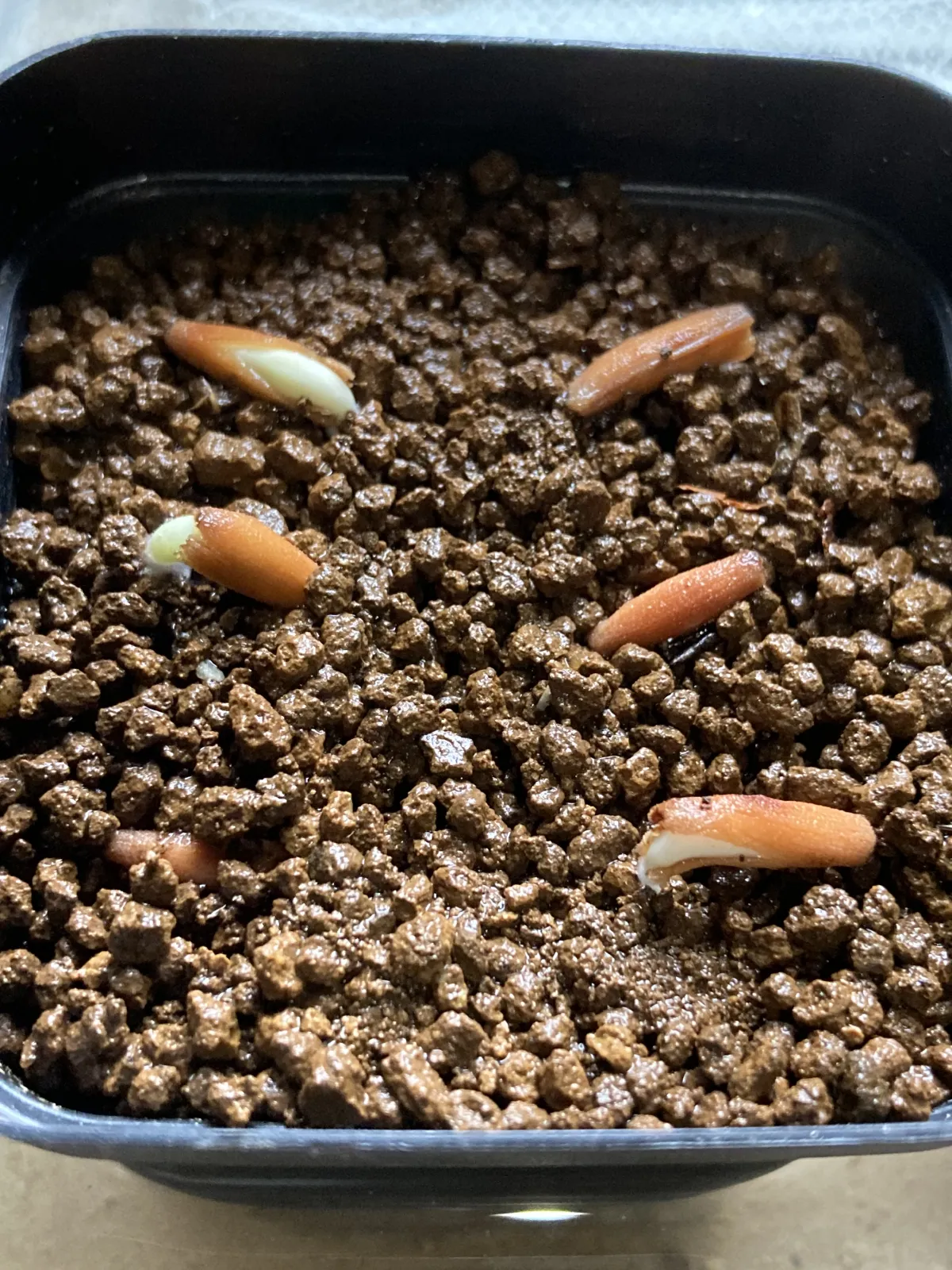 Adenium arabicum (アデニウム ゴッジ)