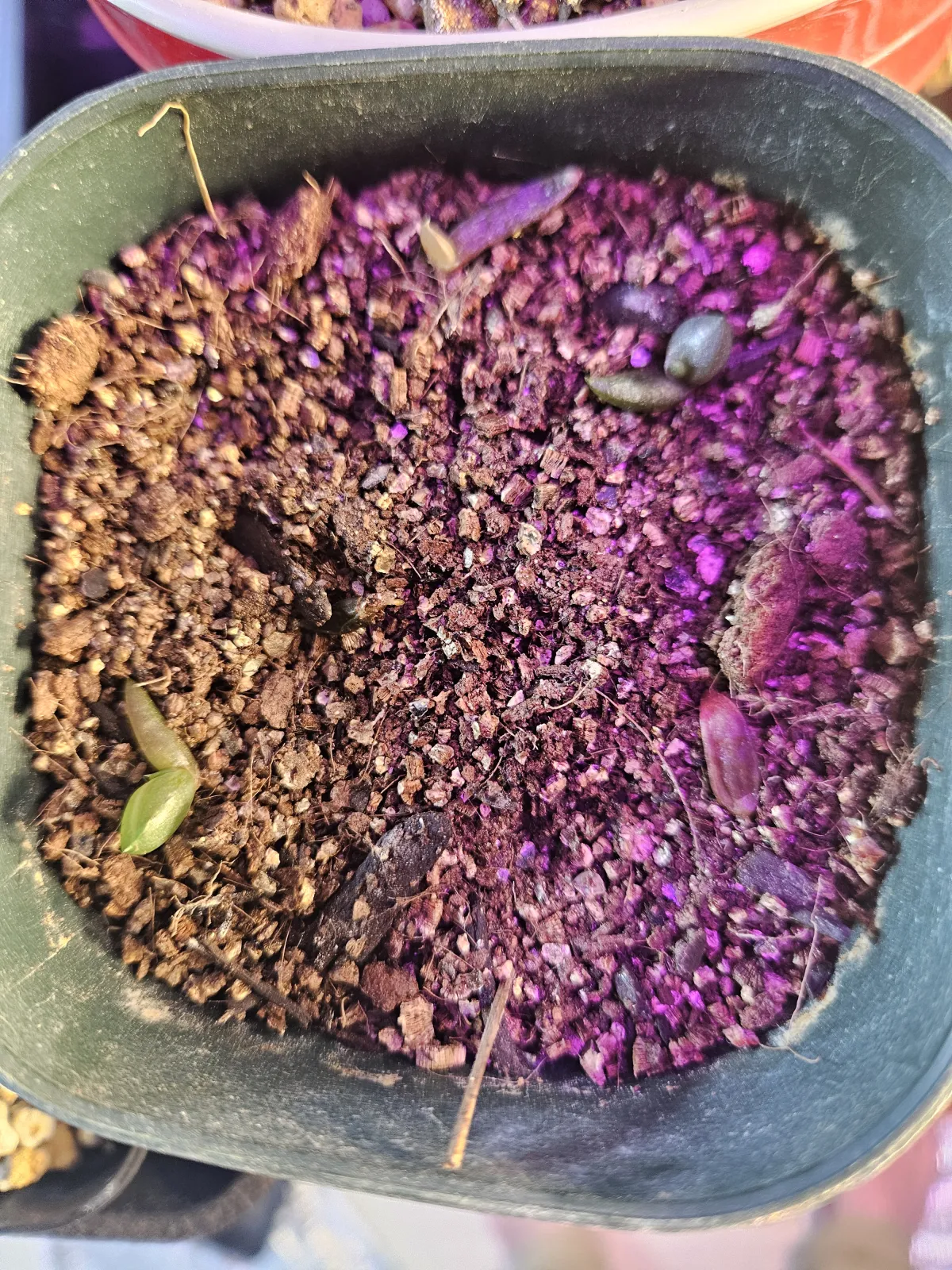 Aloe comptonii (アロエ コンプトニー)