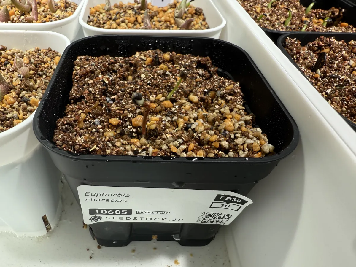 Euphorbia characias subsp. characias (ユーフォルビア カラキアス)