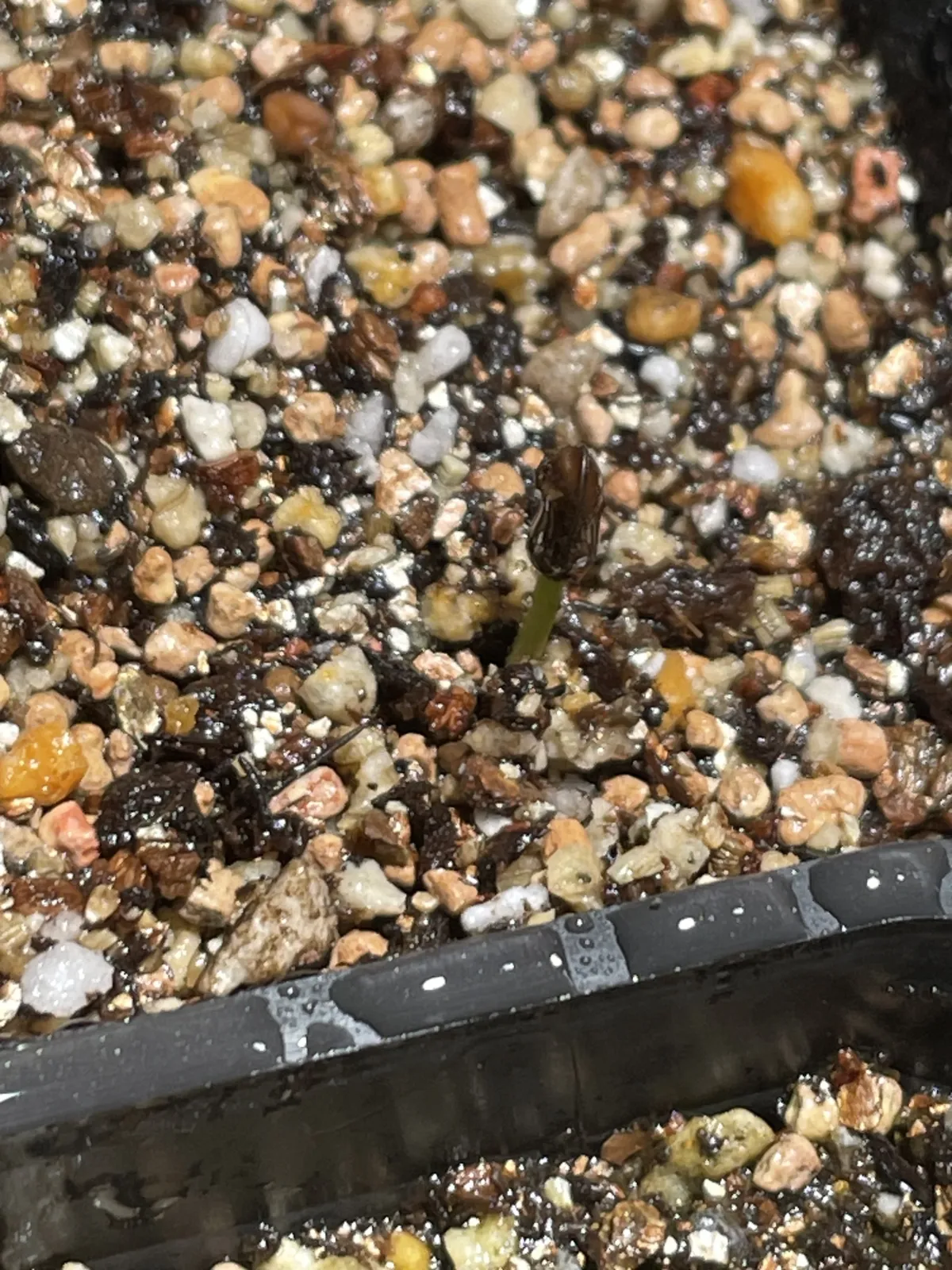 Senna meridionalis (センナ メリディオナリス)