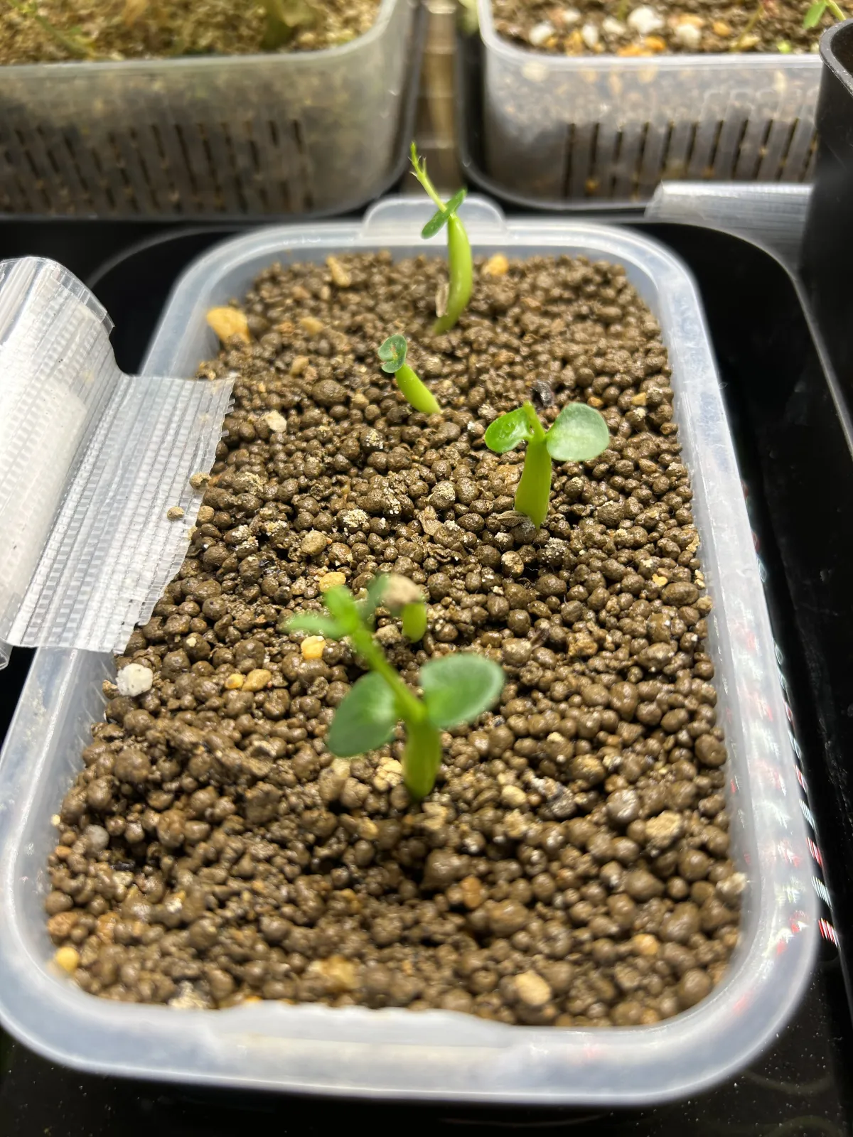 Pachypodium succulentum (パキポディウム サキュレンタム 天馬空)