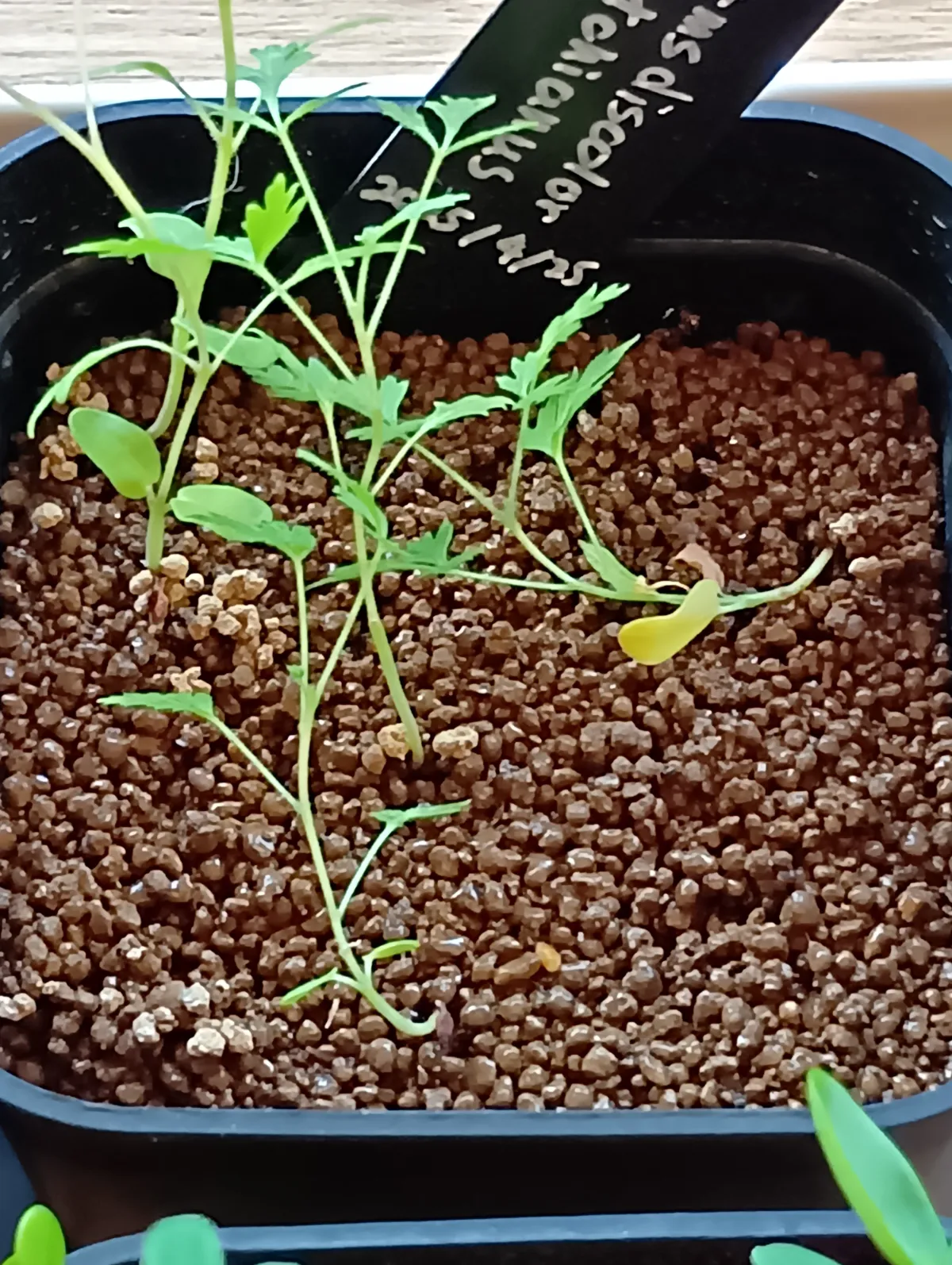 Pachycormus discolor (パキコルムス ディスカラー)