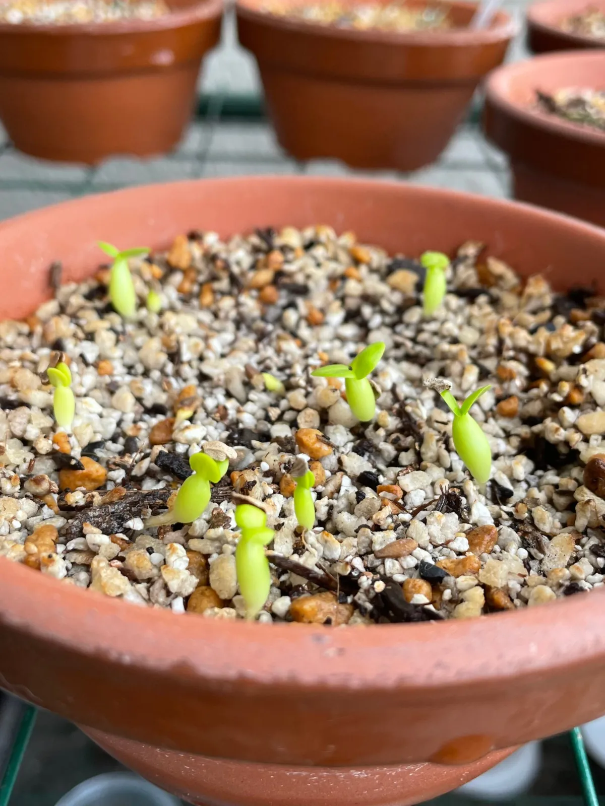 Pachypodium succulentum (パキポディウム サキュレンタム 天馬空)