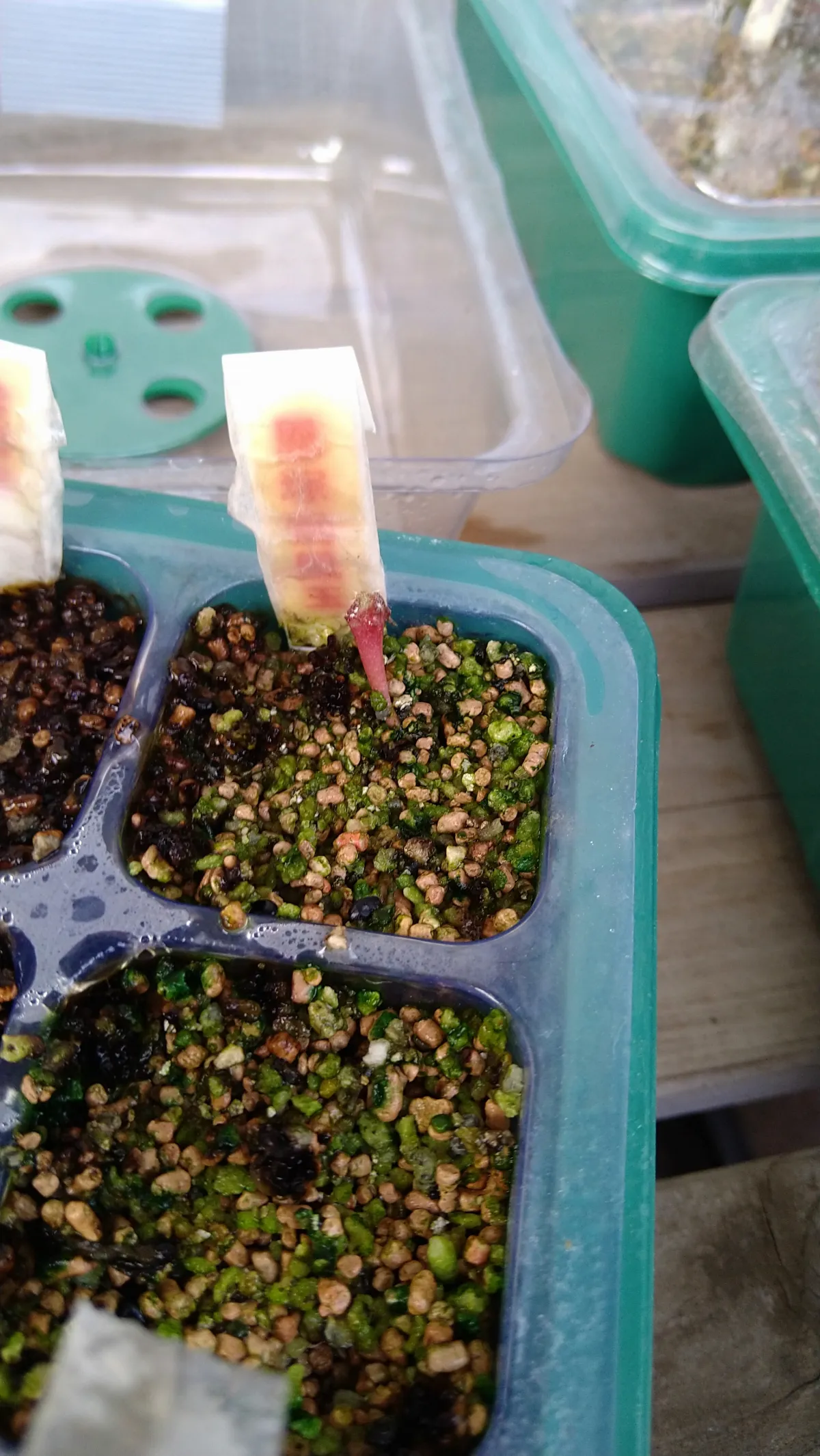 Astrophytum myriostigma (アストロフィツム 恩塚鸞鳳玉)