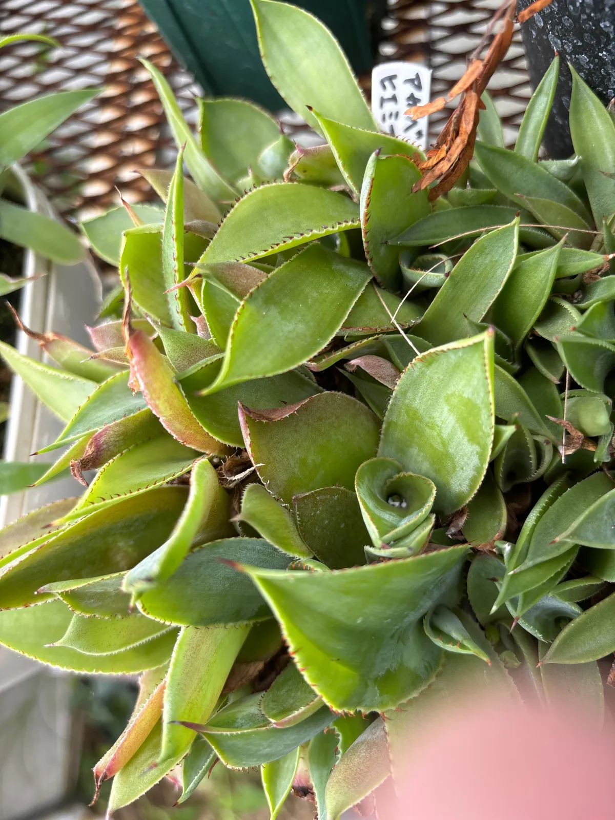 Agave hiemiflora (アガベ ヒエミフローラ)