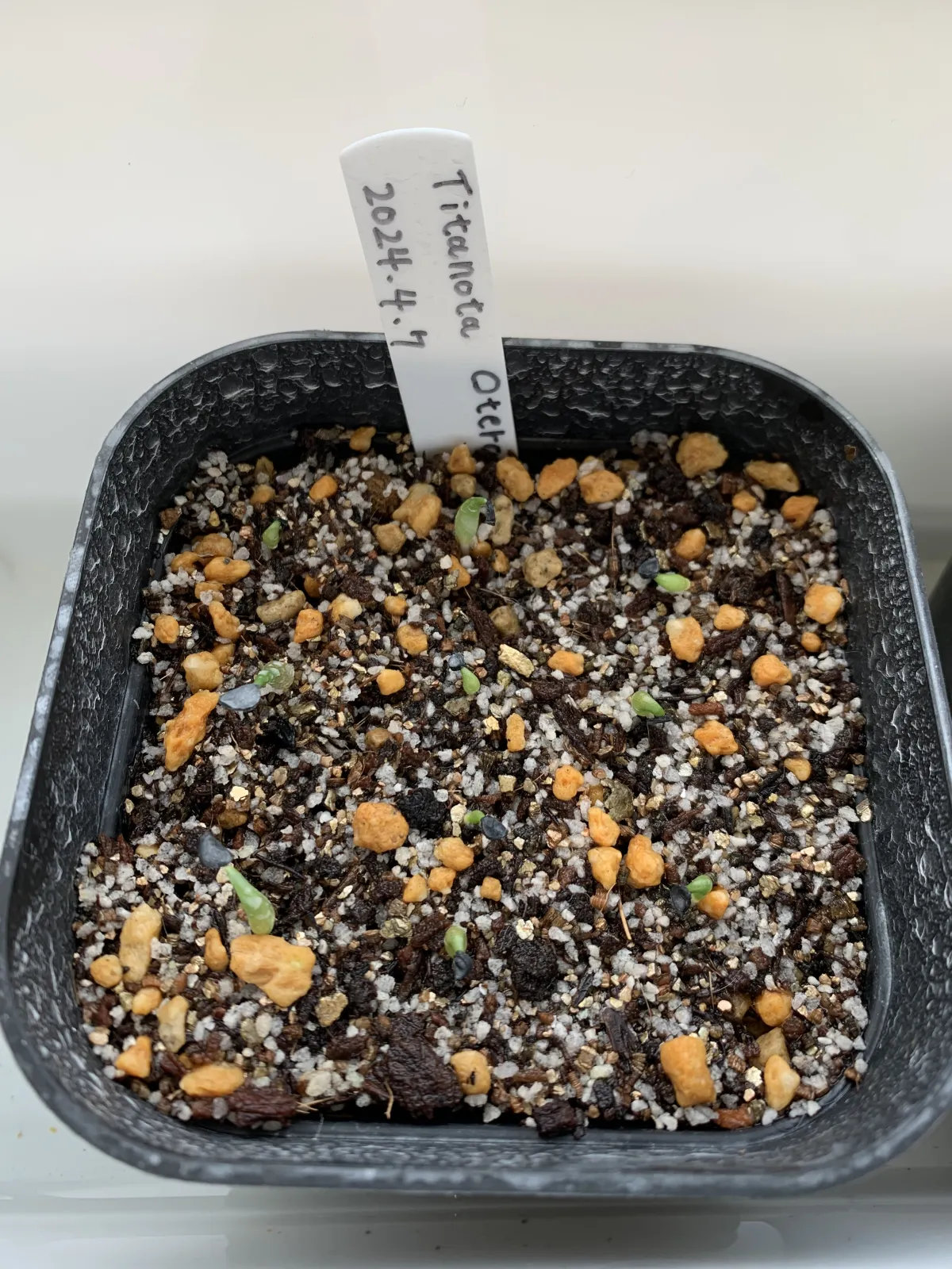 Agave oteroi (アガベ オテロイ)