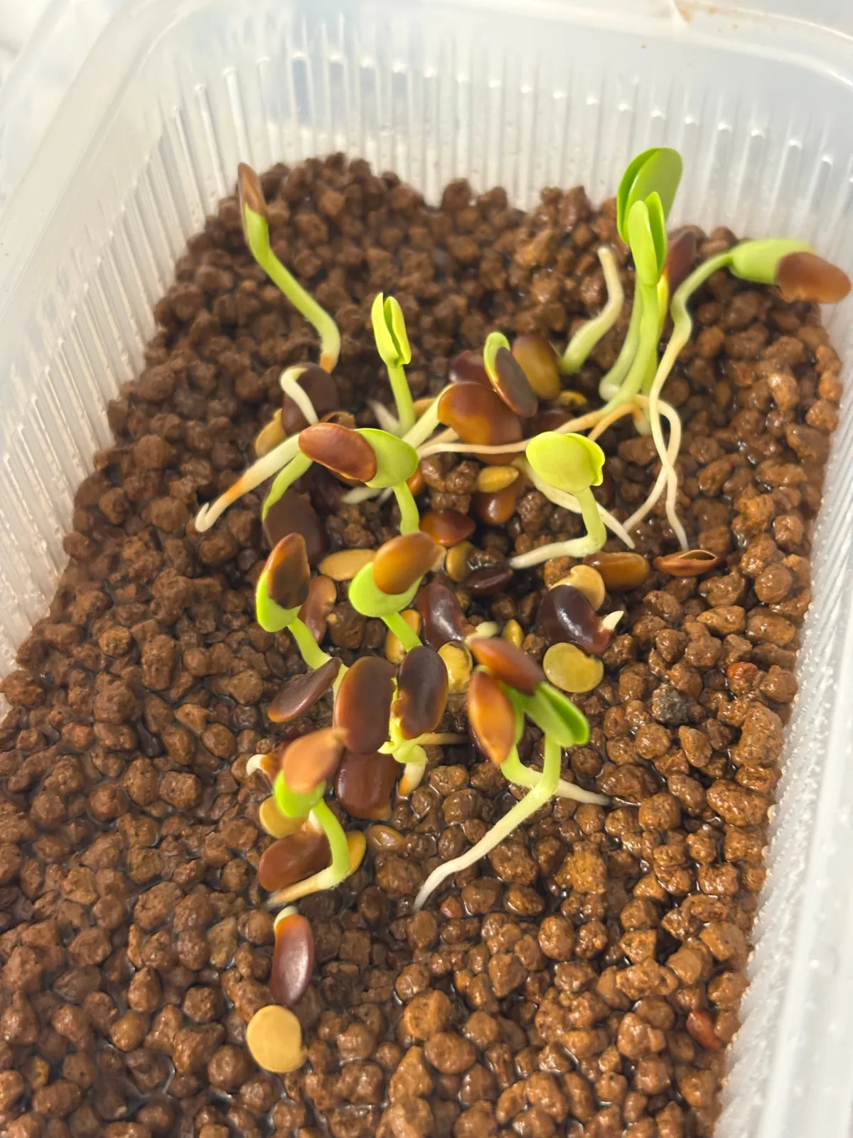 Bolusanthus speciosus (ボルサンサス スペシオサス)