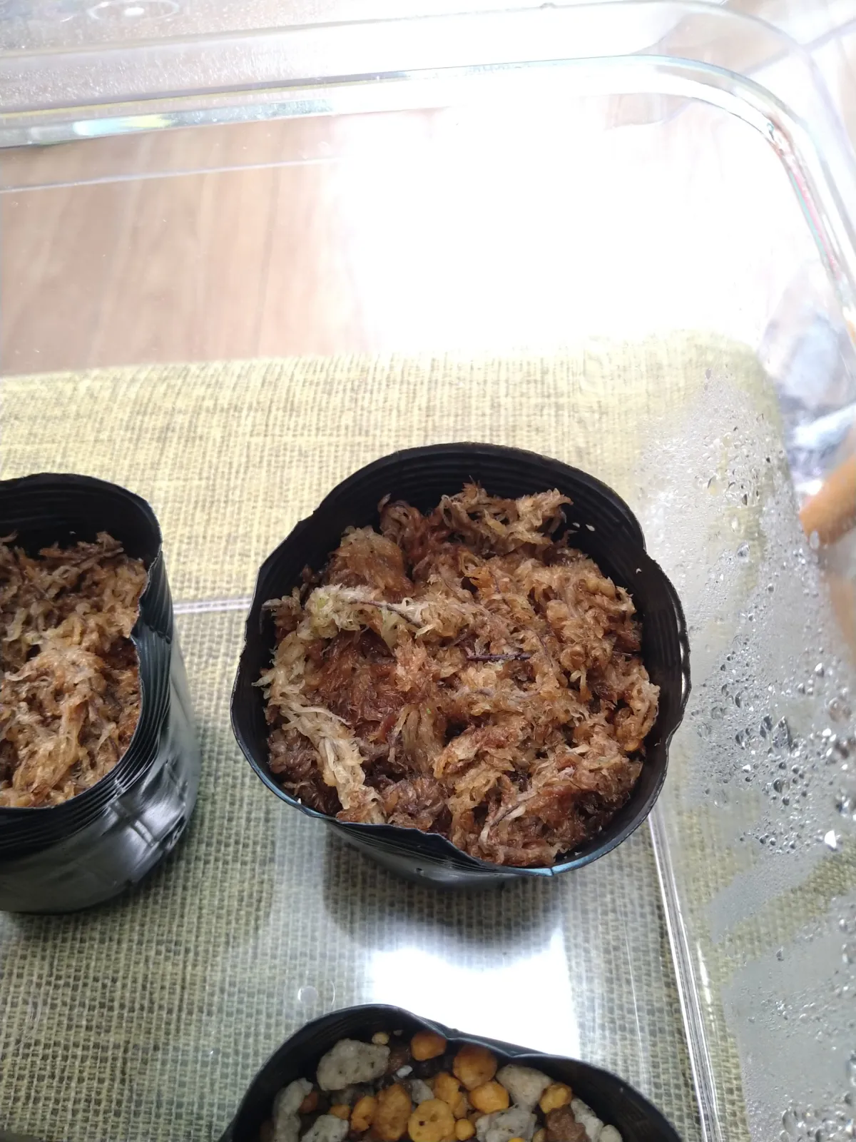 Begonia fulgurata (ベゴニア フルグラータ)