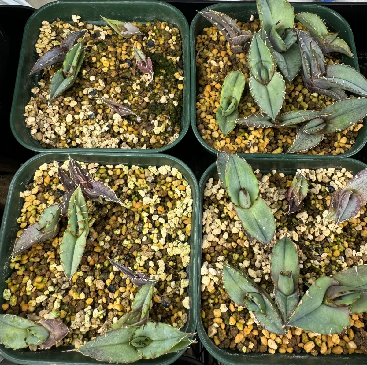 Agave titanota 'Blue' (アガベ チタノタブルー)