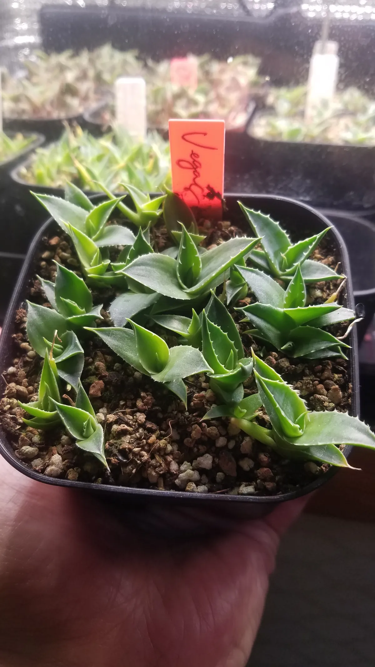 Agave utahensis var. eborispina 'Vegas' (アガベ エボリスピナ ヴェガス)