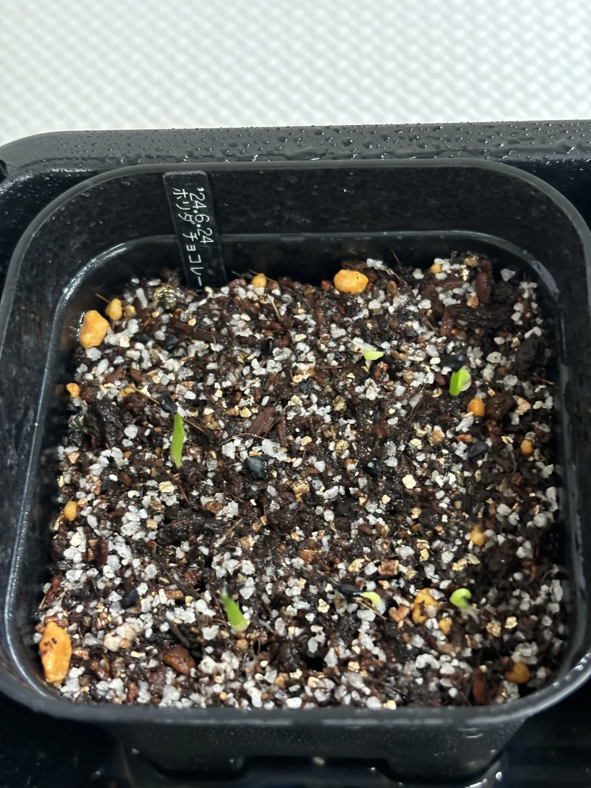 Agave horrida 'Chocolate Thorn' (アガベ ホリダ チョコレートソーン)