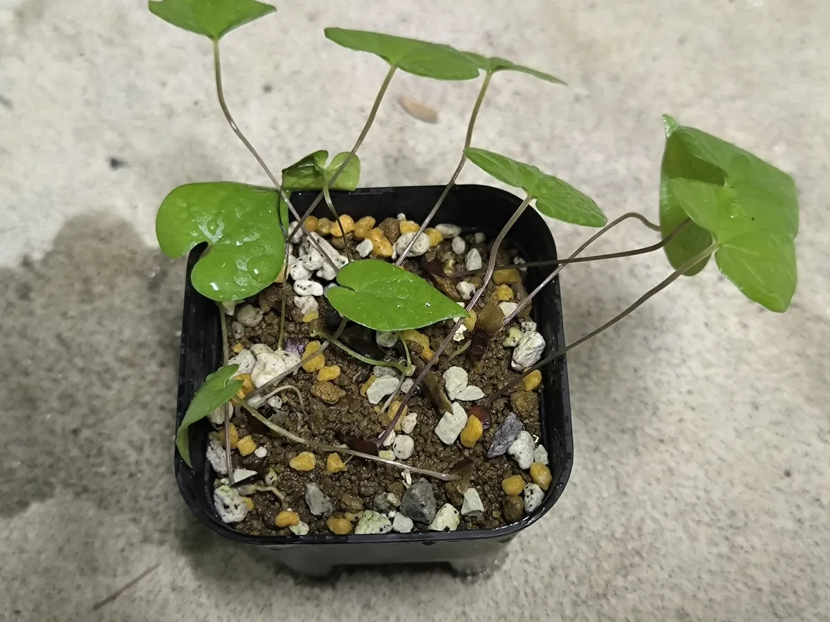 Dioscorea sylvatica (ディオスコレア シルバティカ)