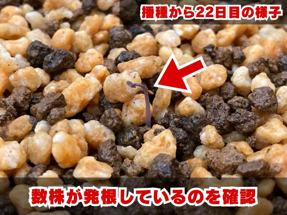 Dioscorea elephantipes (ディオスコレア エレファンティペス アフリカ亀甲竜)