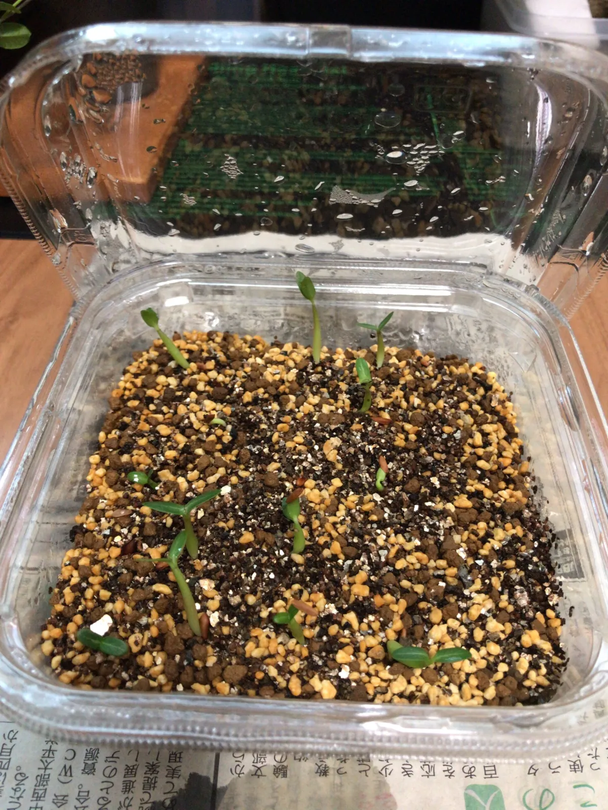 Pachypodium rosulatum var. gracilius (パキポディウム グラキリス)