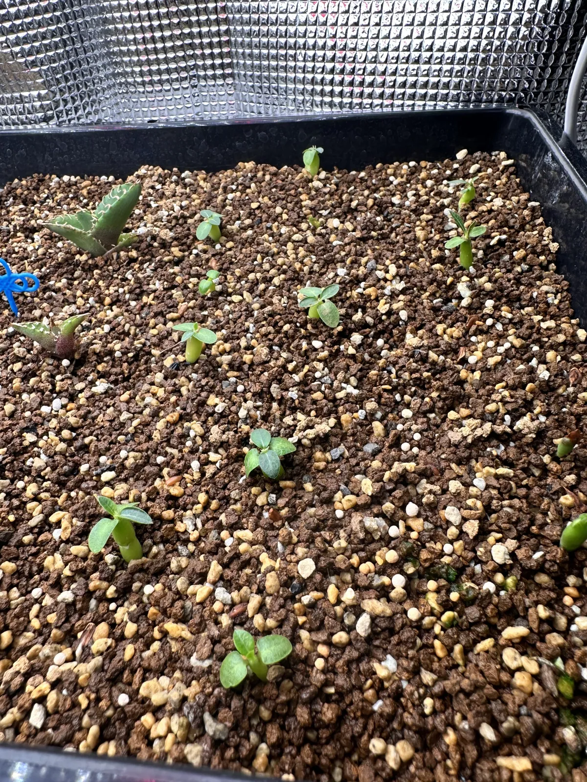 Pachypodium enigmaticum (パキポディウム エニグマチカム)