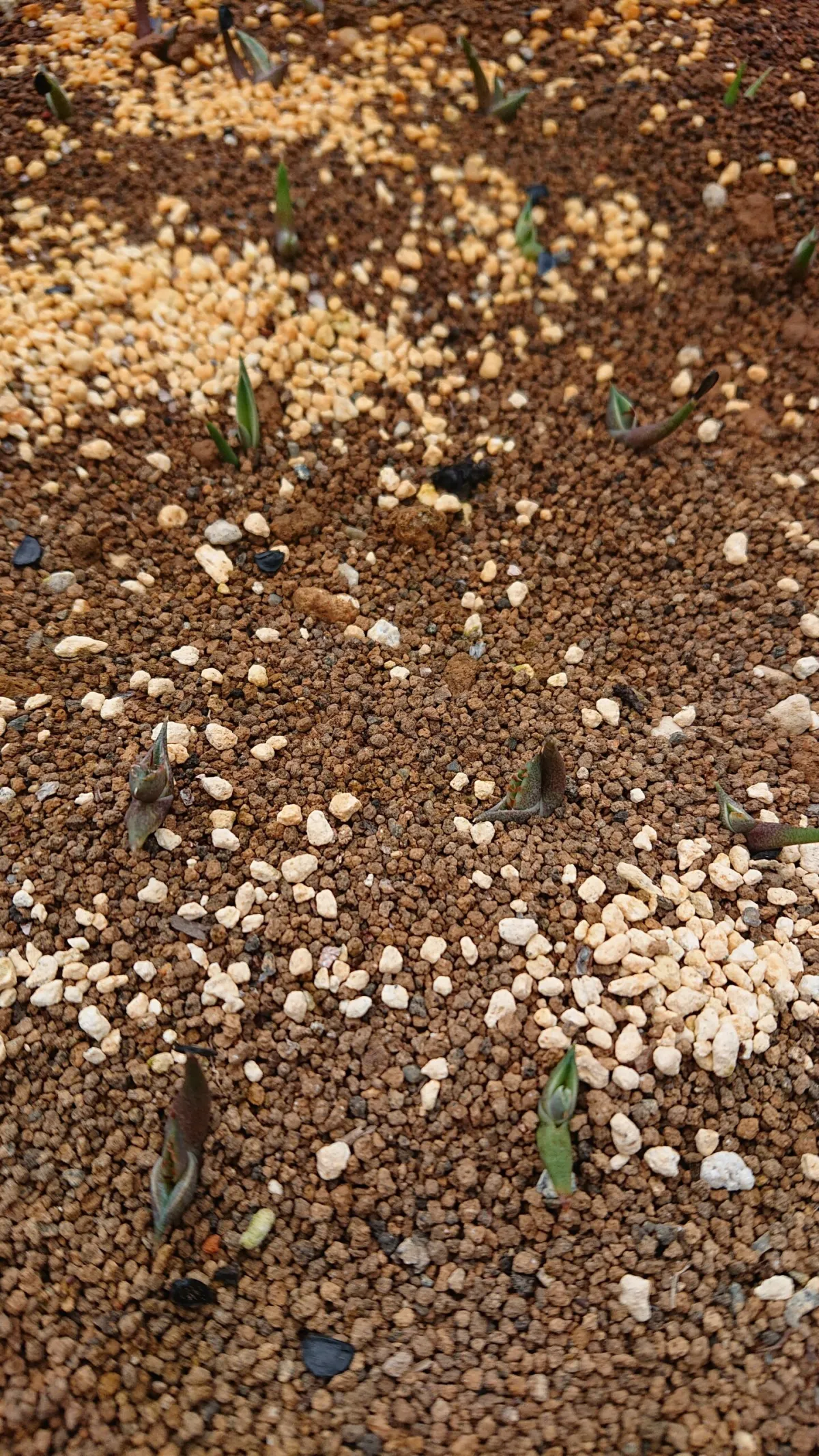 Agave triangularis (アガベ サブインテグラ)