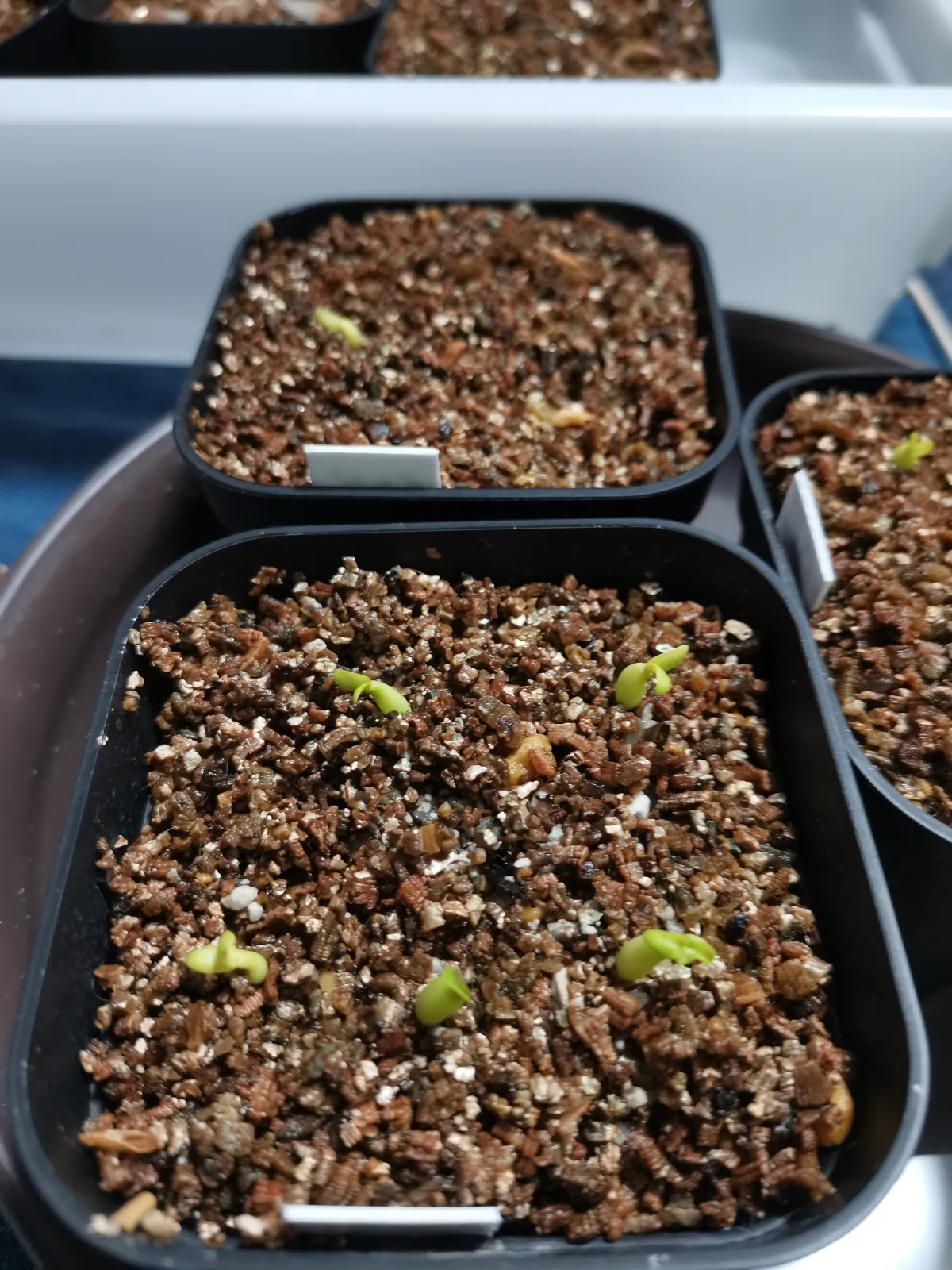 Pachypodium rosulatum ssp. cactipes (パキポディウム カクチペス)