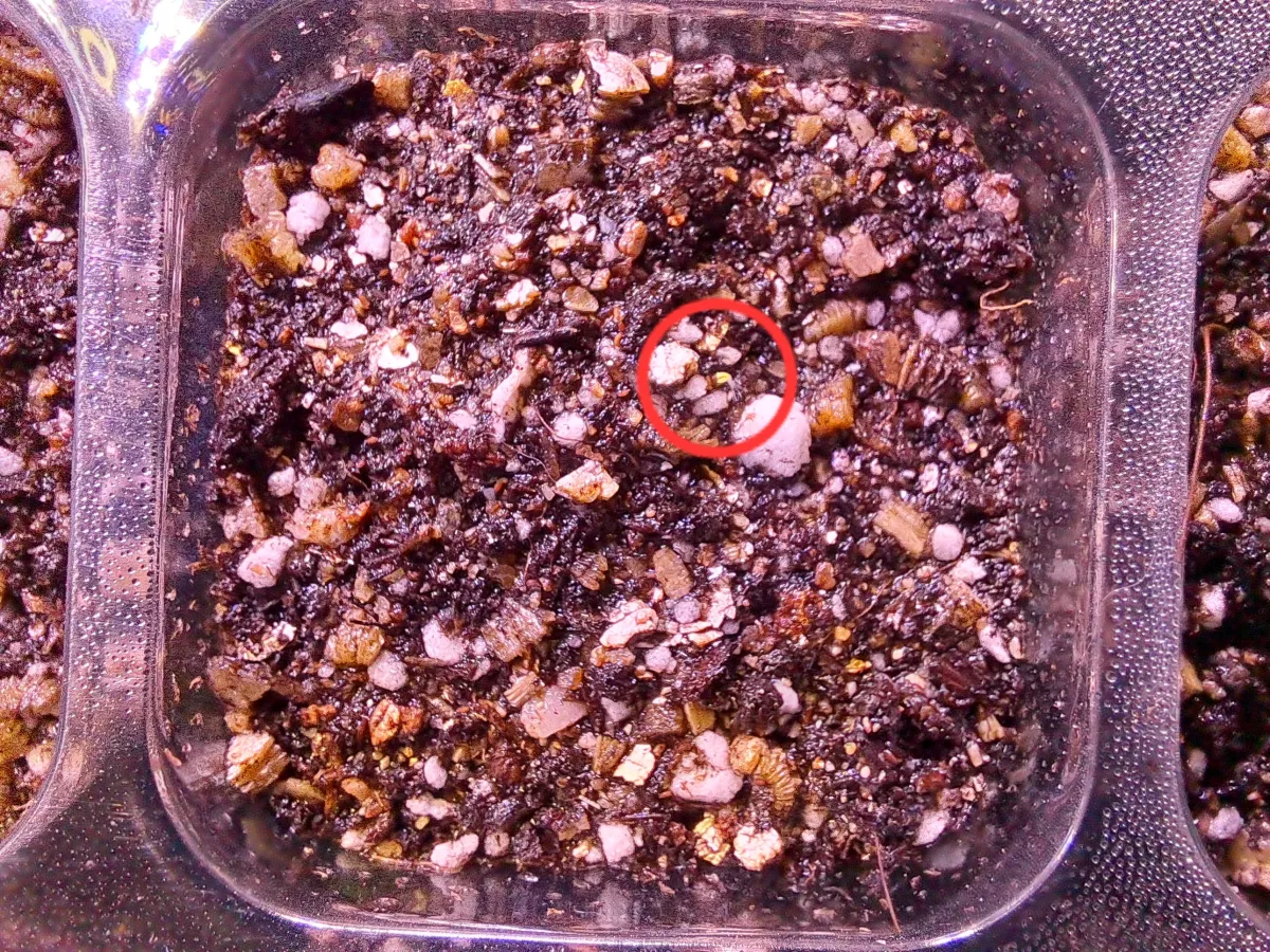 Echeveria runyonii 'Topsy Turvy' (エケベリア ルンヨニー)