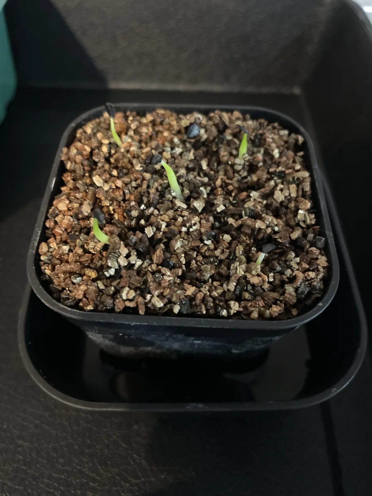 Agave victoriae-reginae (アガベ ビクトリアレジーナエ 笹の雪)