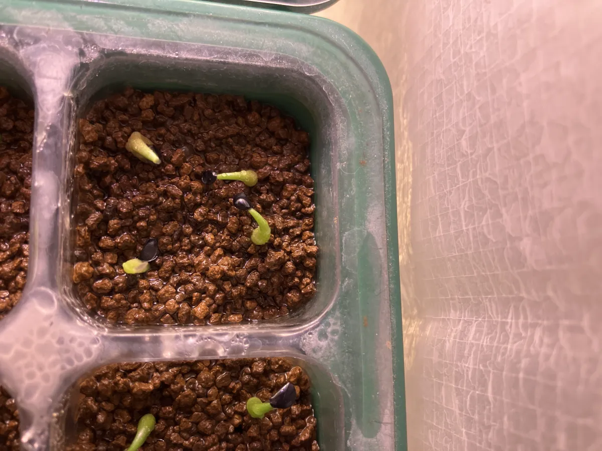 Agave oteroi (アガベ オテロイ)