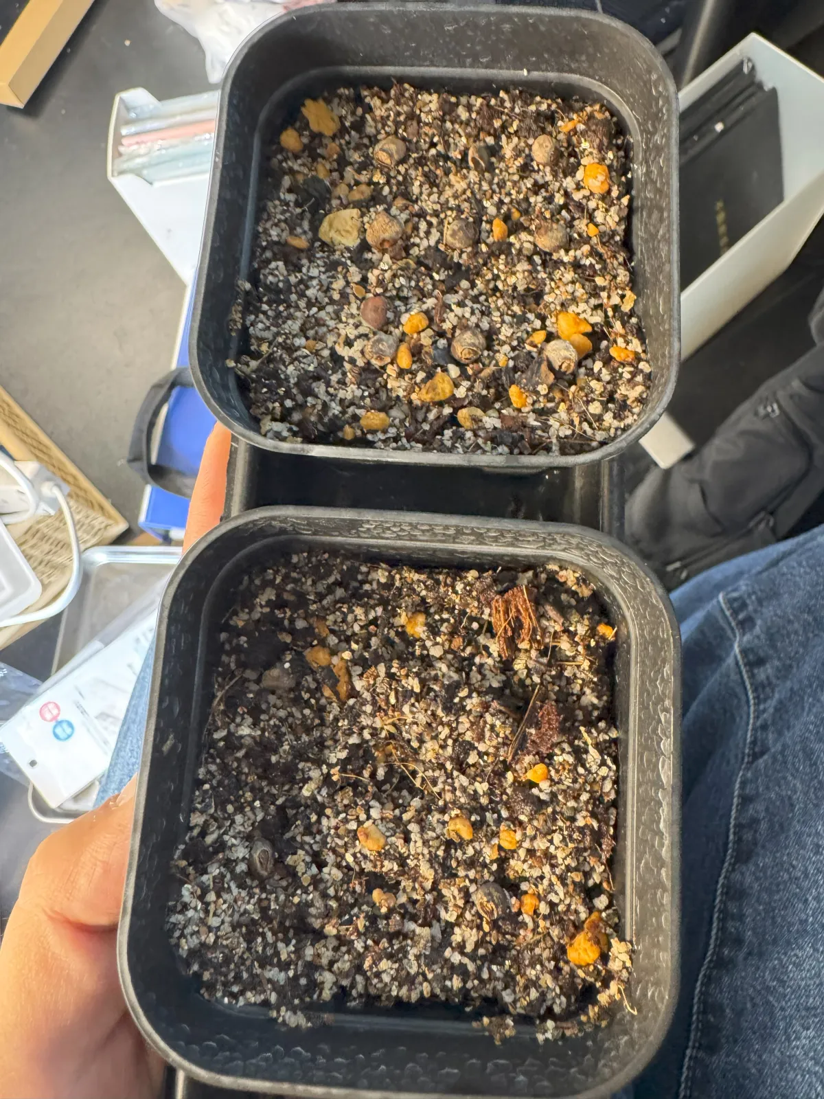 Operculicarya pachypus (オペルクリカリア パキプス2025D)