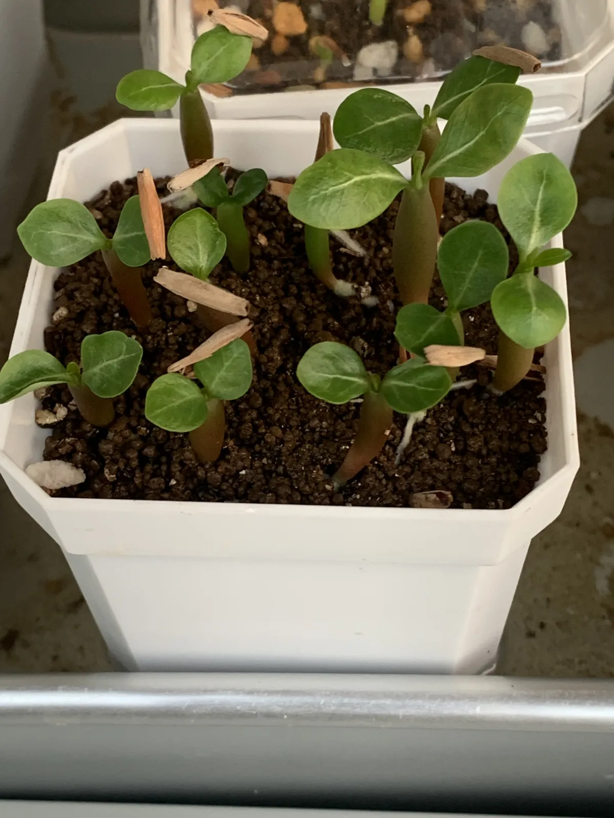 Adenium obesum (アデニウム オベスム)