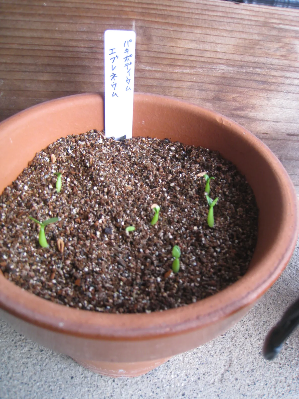 Pachypodium rosulatum var. eburneum (パキポディウム エブレネウム)