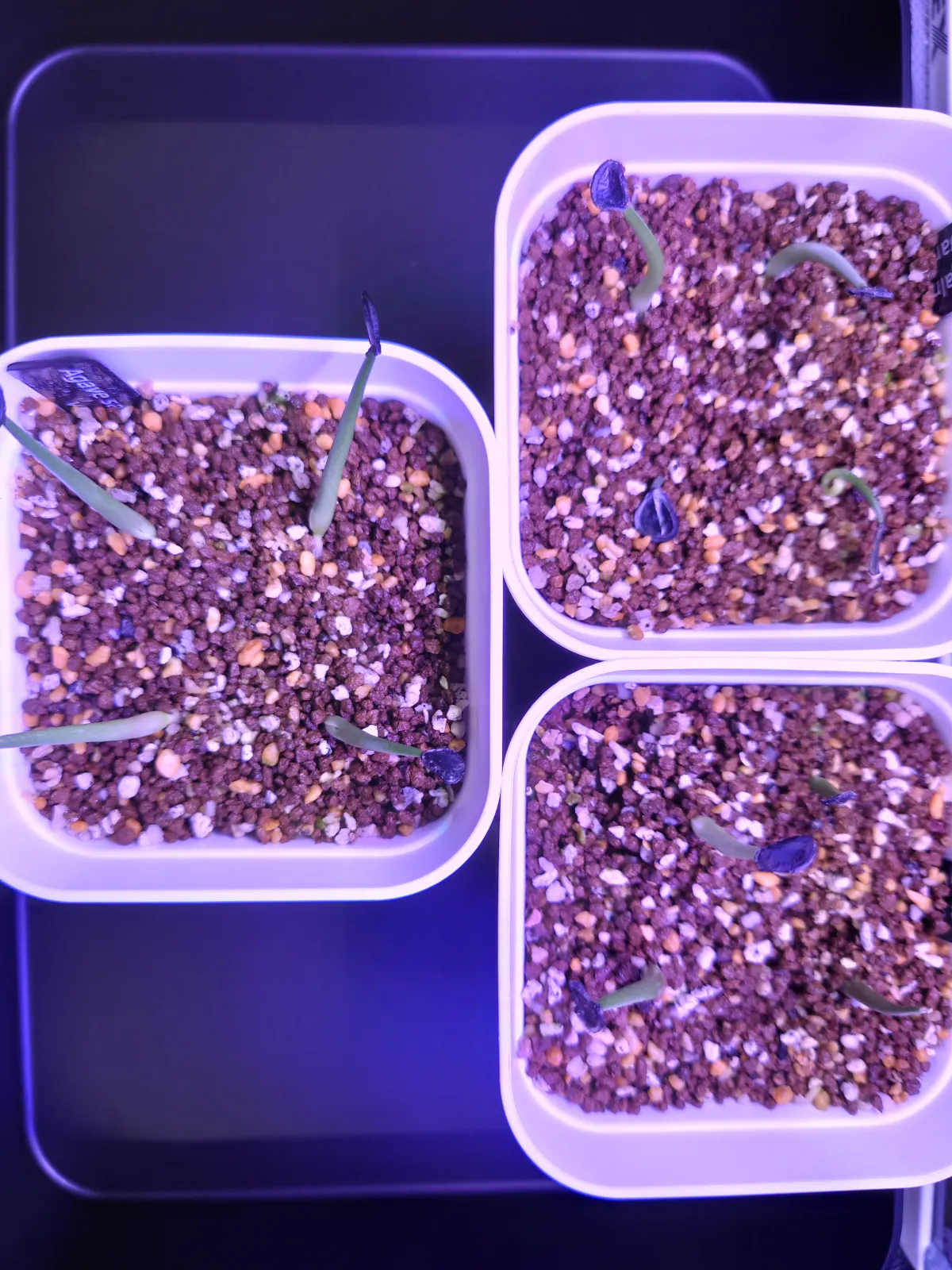 Agave salmiana var. ferox (アガベ フェロックス)