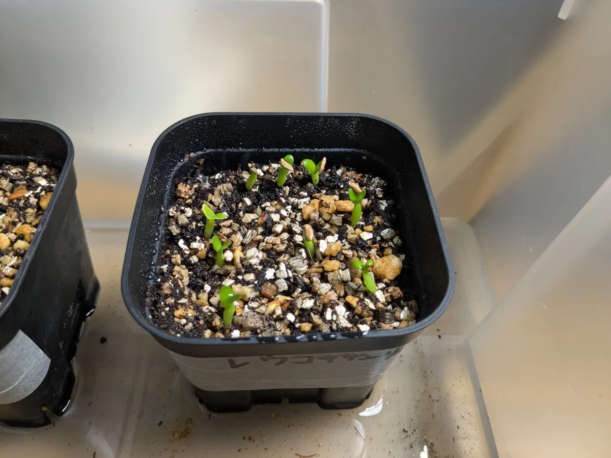 Pachypodium brevicaule subsp. leucoxanthum (パキポディウム レウコキサンツム)