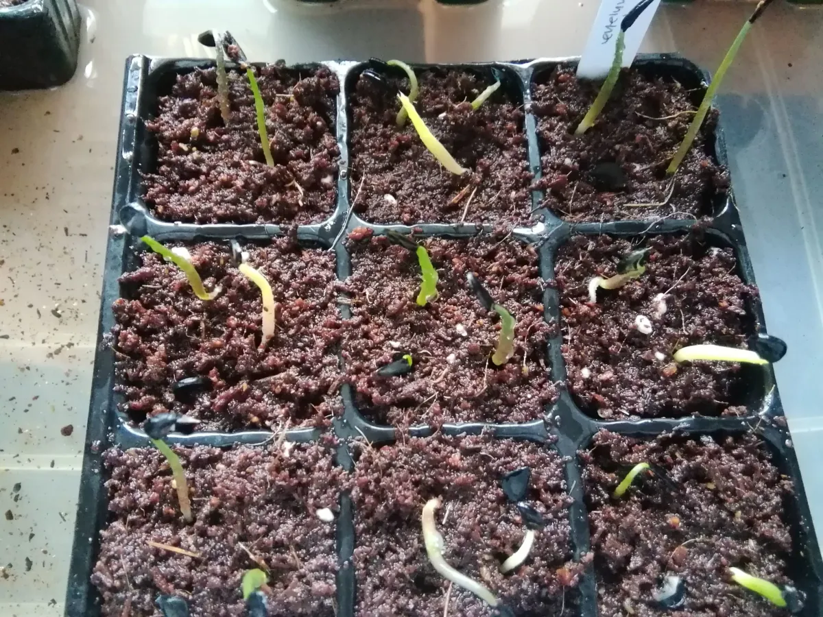 Agave seemanniana (アガベ シーマニアナ)