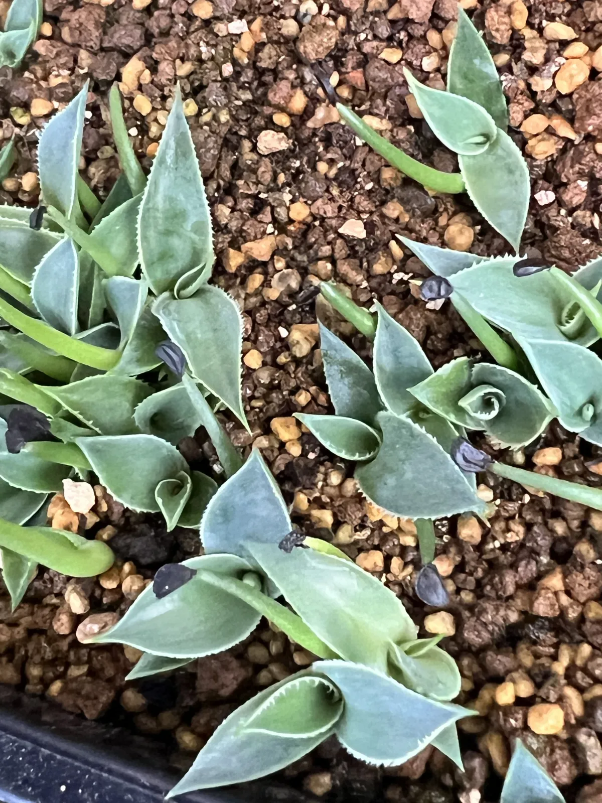 Agave potreriana (アガベ ポトレリアナ)